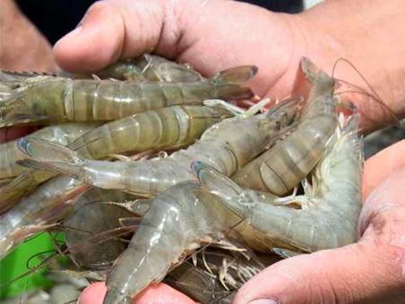 صادر کننده انواع میگو فریز شده دریایی