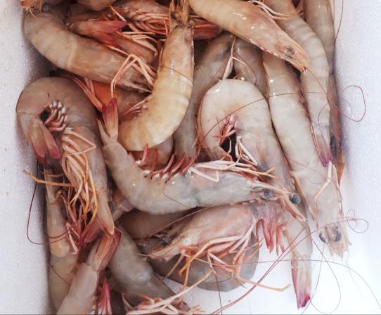 سفارش فروش میگو فریز شده 150 گرمی