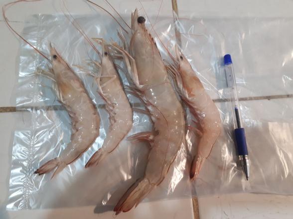 بهترین روش انجماد برای میگو پرورشی