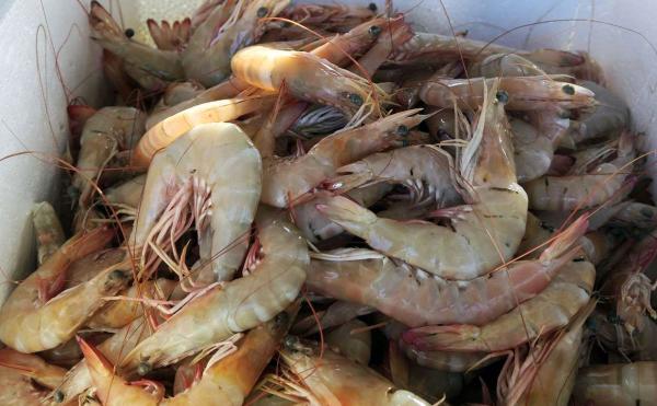 عمده فروشی میگو فریز شده درشت دریایی