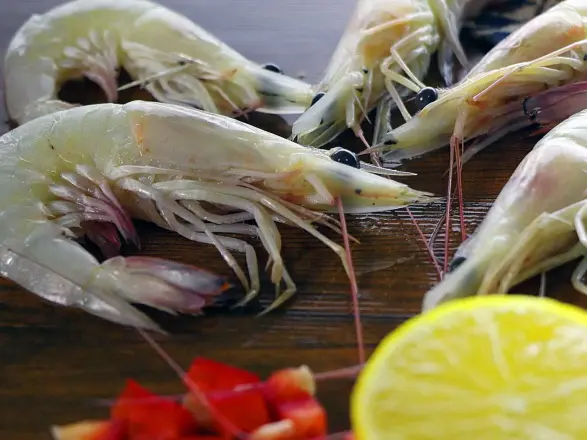 توزیع مستقیم میگو فریز شده ریز پرورشی