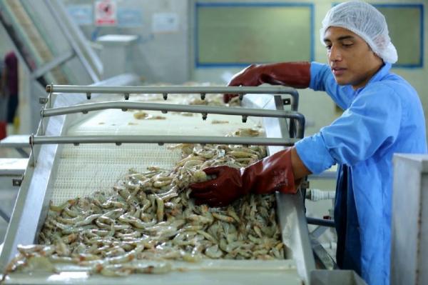 کارگاه تولید میگو منجمد سر کنده