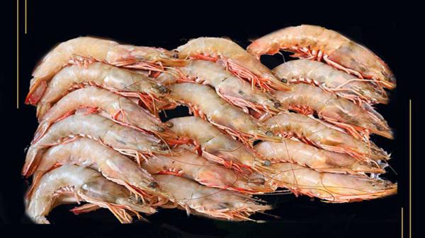 قیمت عرضه میگو منجمد بسته بندی شده