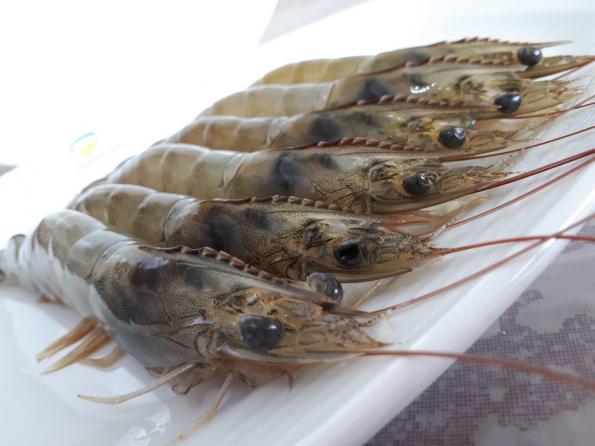 صادرات بهترین میگو منجمد بهداشتی