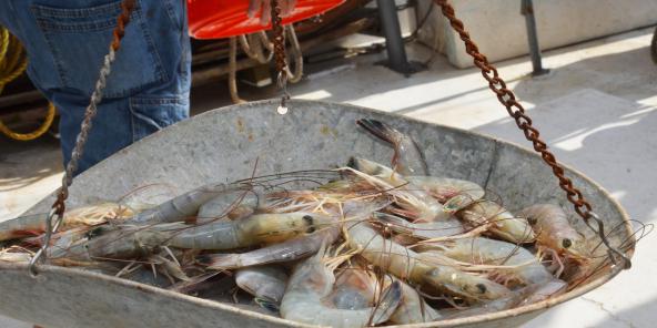 فروشگاه عرضه میگو فریز شده بهداشتی