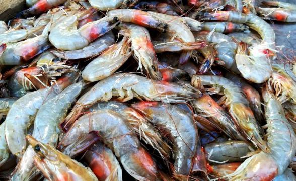 بهترین نوع بسته بندی میگو منجمد رگ گرفته