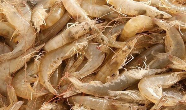 فروش فوق العاده میگو فریز شده پوست کنده