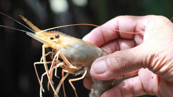 فروش ویژه میگو منجمد دریایی صادراتی