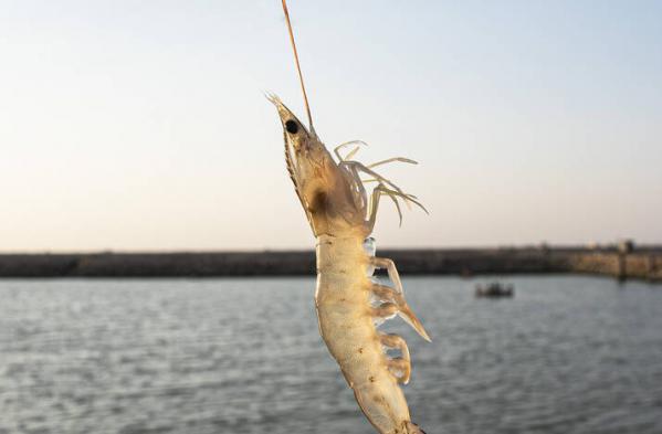 توزیع کننده انواع میگو یخ زده بهداشتی اعلا