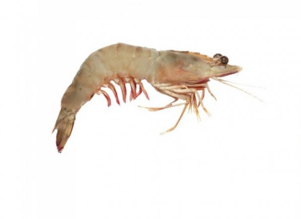 میگو ریز پرورشی