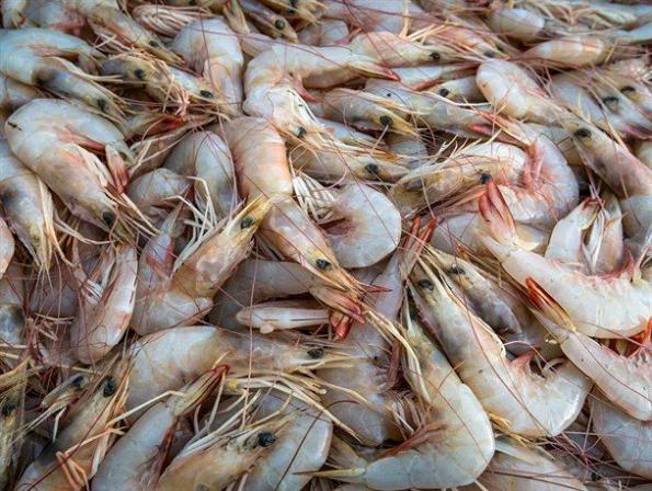 چگونه میگو را منجمد کرده و نگه داری کنیم؟