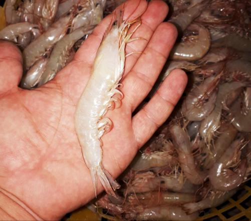 شرکت پخش میگو فریز شده درشت صادراتی