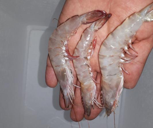 نکاتی برای خرید میگو فریز شده درشت صادراتی