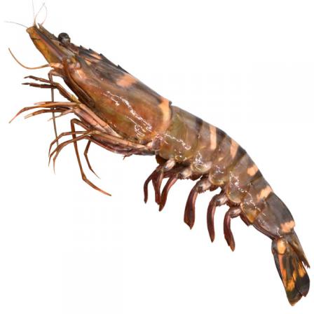 خرید مستقیم میگو فریز شده درشت بهداشتی