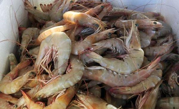 شرکت پخش میگو فریز شده ریز پرورشی