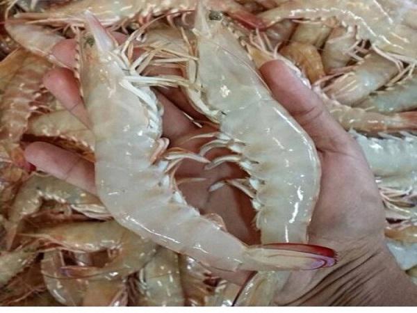 عمده فروشی میگو فریز شده درشت