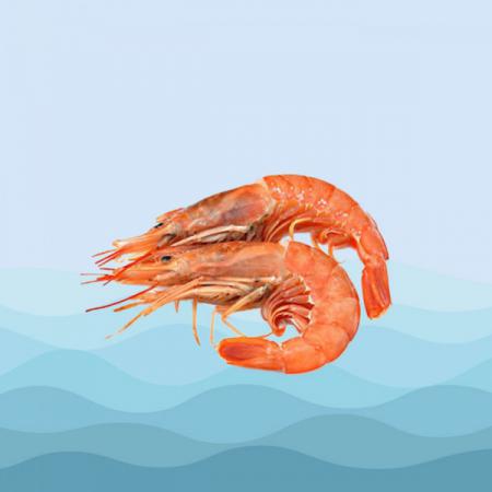 معرفی انواع میگو پرورشی در بازار ایران