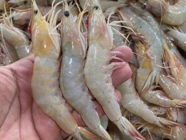 پخش کننده میگو فریز شده درشت ارزان قیمت