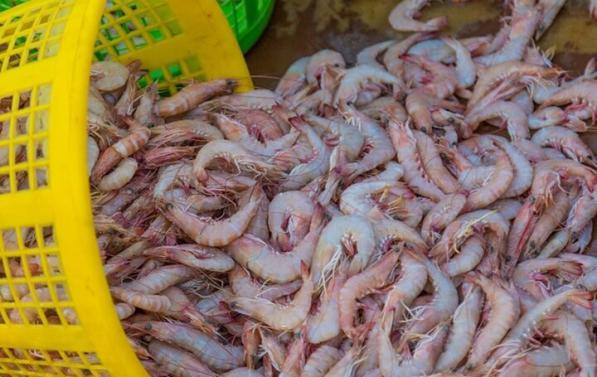 میگو منجمد درشت صادراتی چه خصوصیاتی دارد؟