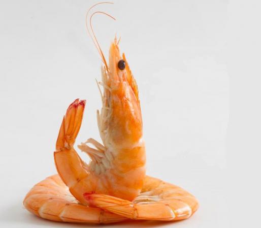 توزیع مستقیم میگو فریز شده پاک شده درجه یک