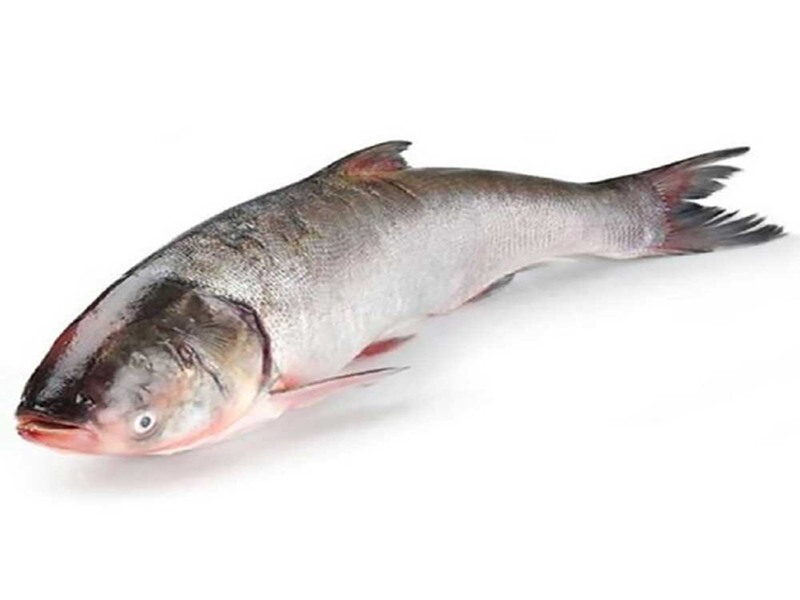 پخت ماهی آزاد