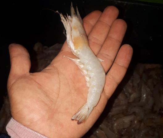 بررسی مشخصات میگو فریز شده 160 گرمی