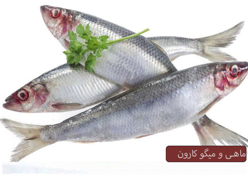 خاصیت ماهی برای انسان