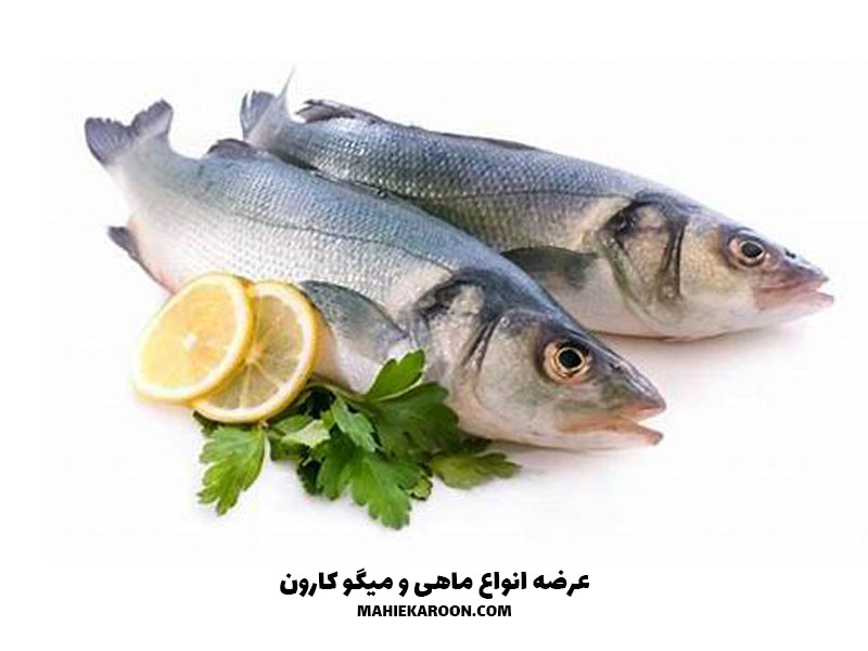 خاصیت ماهی برای کودکان