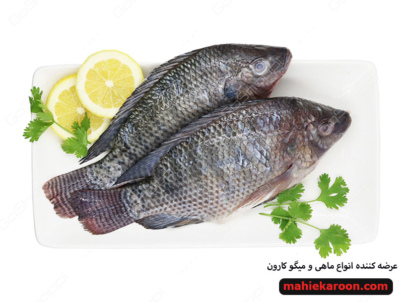 ماهی تیلاپیا