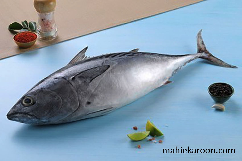 ماهی هوور و خواص آن