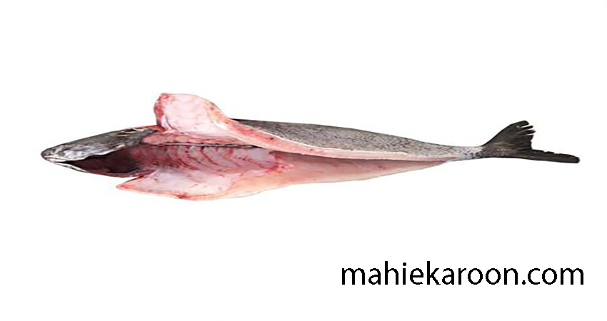 ماهی سارم و فواید آن