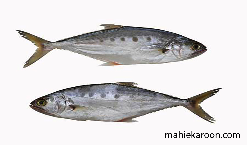 ماهی سارم و خواص آن