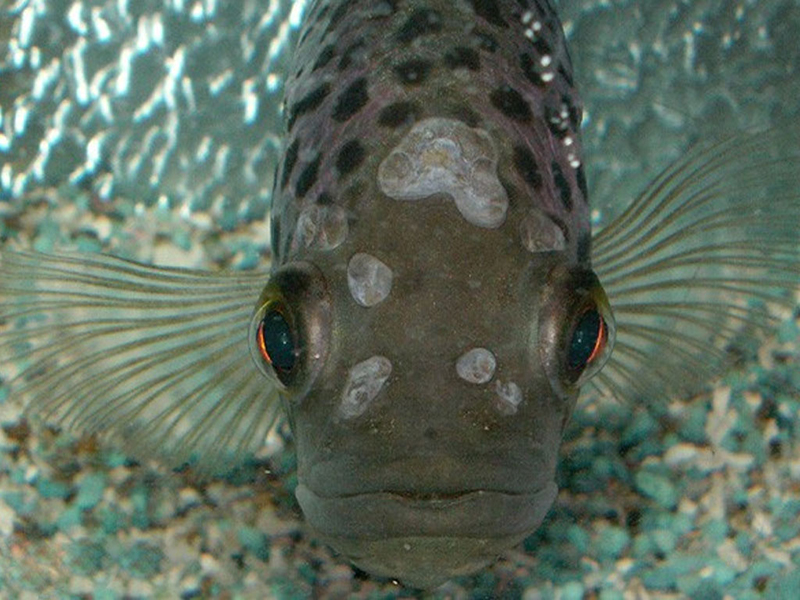 بیماری های موجود در ماهی های خوراکی 