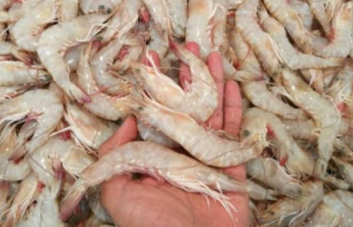 عکس آپلود نشد.