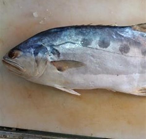 از بازار تا خانه: نگهداری و طبخ ایده‌آل ماهی حلوا صافی