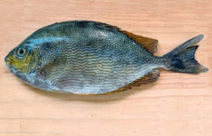 نکات طلایی برای خرید ماهی حلوا صافی: تازه و خوشمزه
